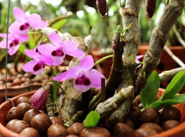 công dụng của viên đất nung trồng cây 1