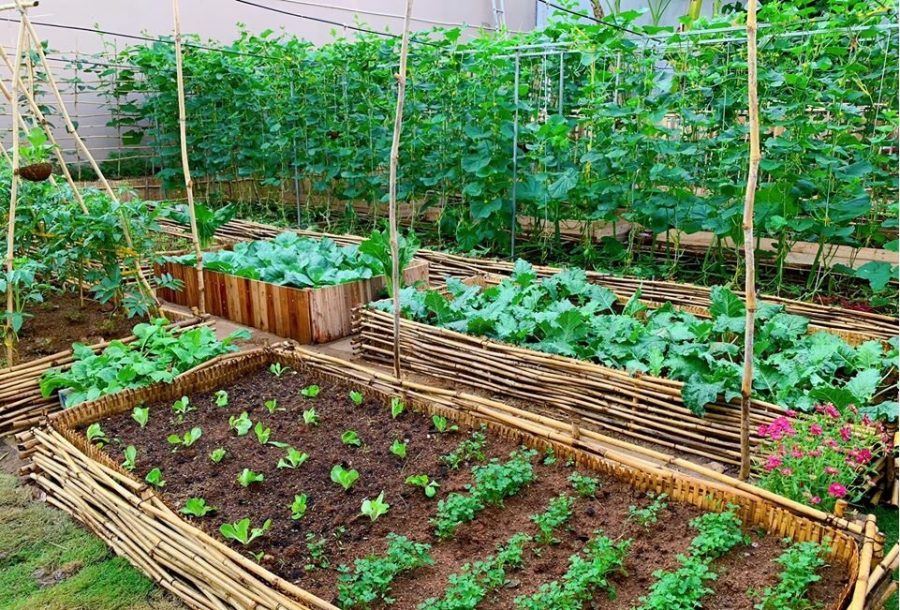 cải tạo đất bạc màu bằng phân đạm cá 1