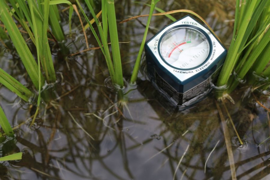 cải tạo đất phèn bằng vôi bột 1