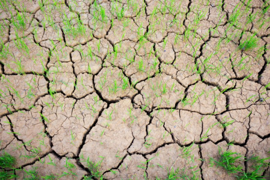 Kỹ thuật cải tạo đất bạc màu 3