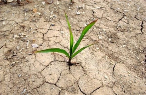 kỹ thuật cải tạo đất mặn 2