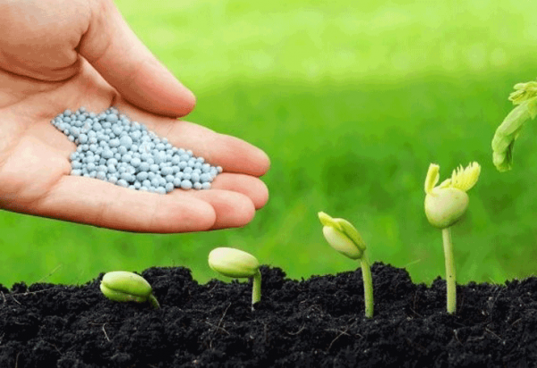 kỹ thuật cải tạo đất phèn 3