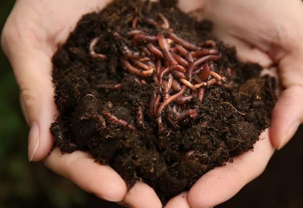 vai trò của phân trùn quế trong cải tạo đất trồng 1