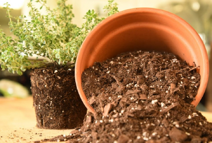 vai trò của đá pumice trong cải tạo đất trồng 2