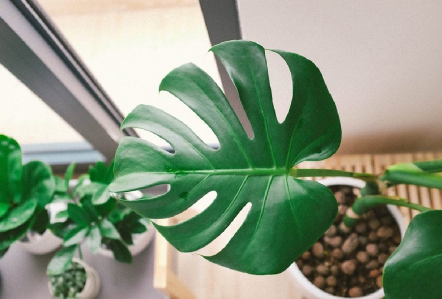 viên đất nung trồng cây monstera 2