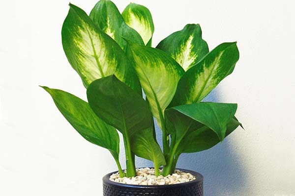 Đất trồng cây vạn niên thanh tốt nhất, bạn đã biết chưa 2