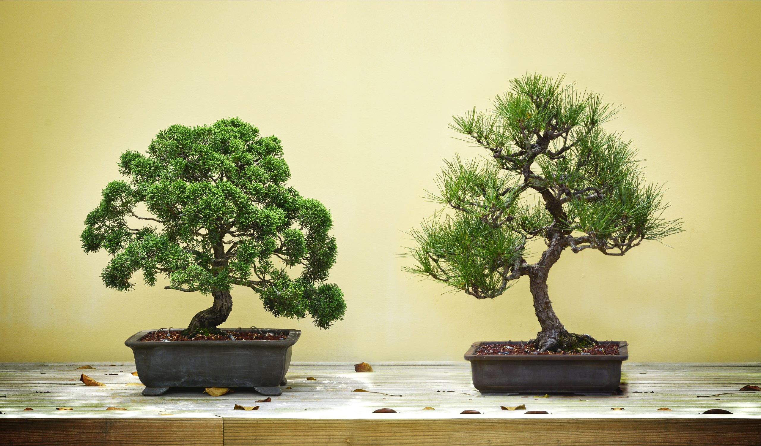 Chia sẻ cách chọn đất trồng cây bonsai từ kinh nghiệm thực tế 1