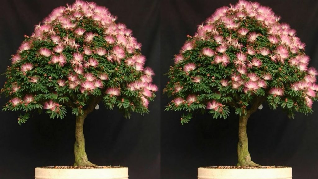 Cách làm đất trồng cây bonsai lý tưởng cho mọi tín đồ 3