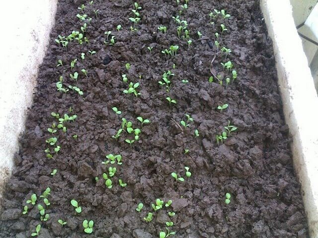 Cách làm đất trồng rau cải sạch tại nhà đơn giản 2