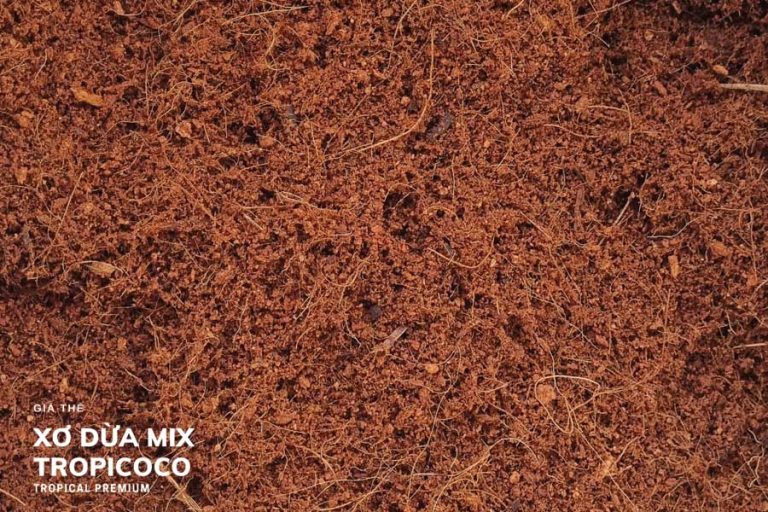 Cách trộn đất trồng hoa hồng bằng xơ dừa tốt nhất cho các tay chơi 3