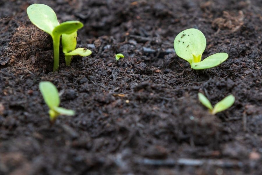 Cải tạo đất trồng rau sau thu hoạch 1