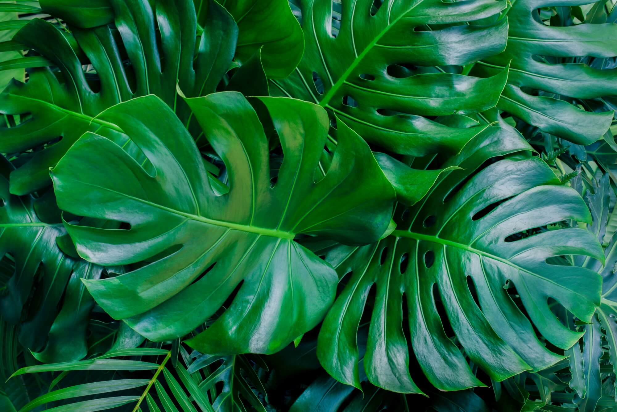 Hướng dẫn cách trộn đất trồng Monstera cao cấp 1