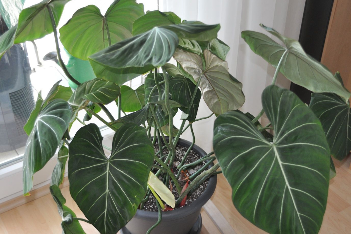Hướng dẫn cách trộn đất trồng Monstera cao cấp 2