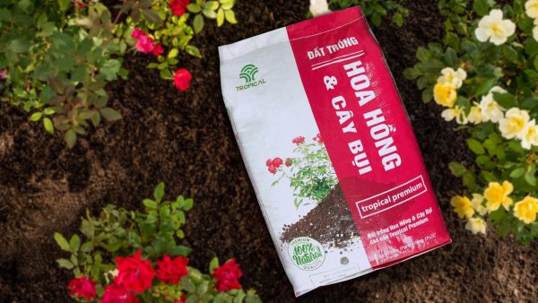 Hướng dẫn trồng hoa hồng trên đất bazan hiệu quả bất ngờ 2