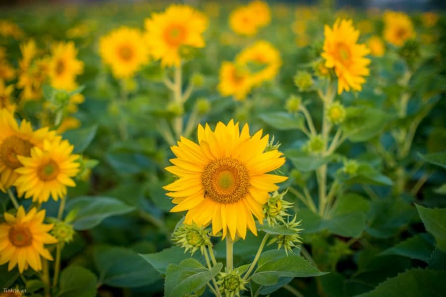 Hướng dẫn trộn đất trồng hoa hướng dương chơi Tết cực đẹp 3