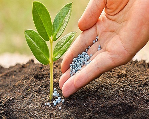 Khái niệm phân trùn quế dạng viên và cách sử dụng 3