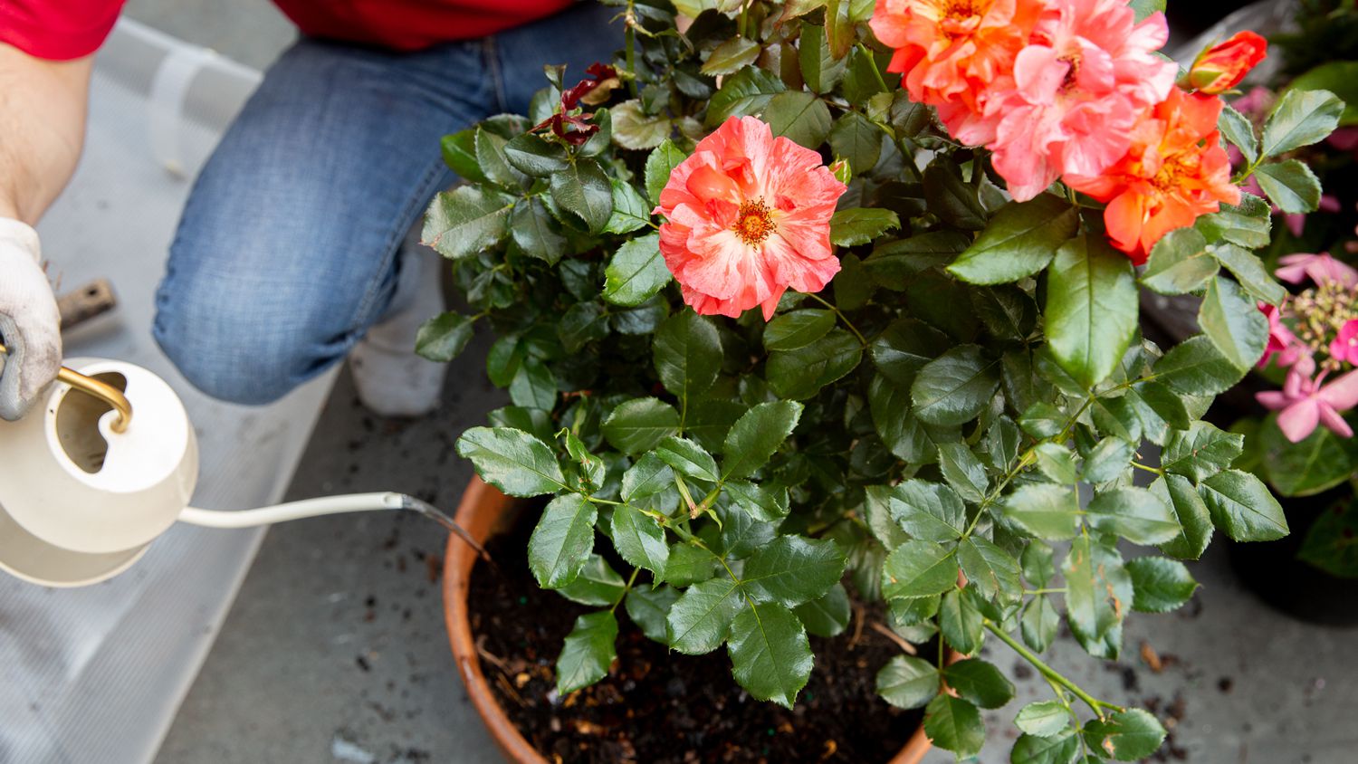 Mẹo cải tạo đất trồng hoa hồng từ kinh nghiệm thực tế 3