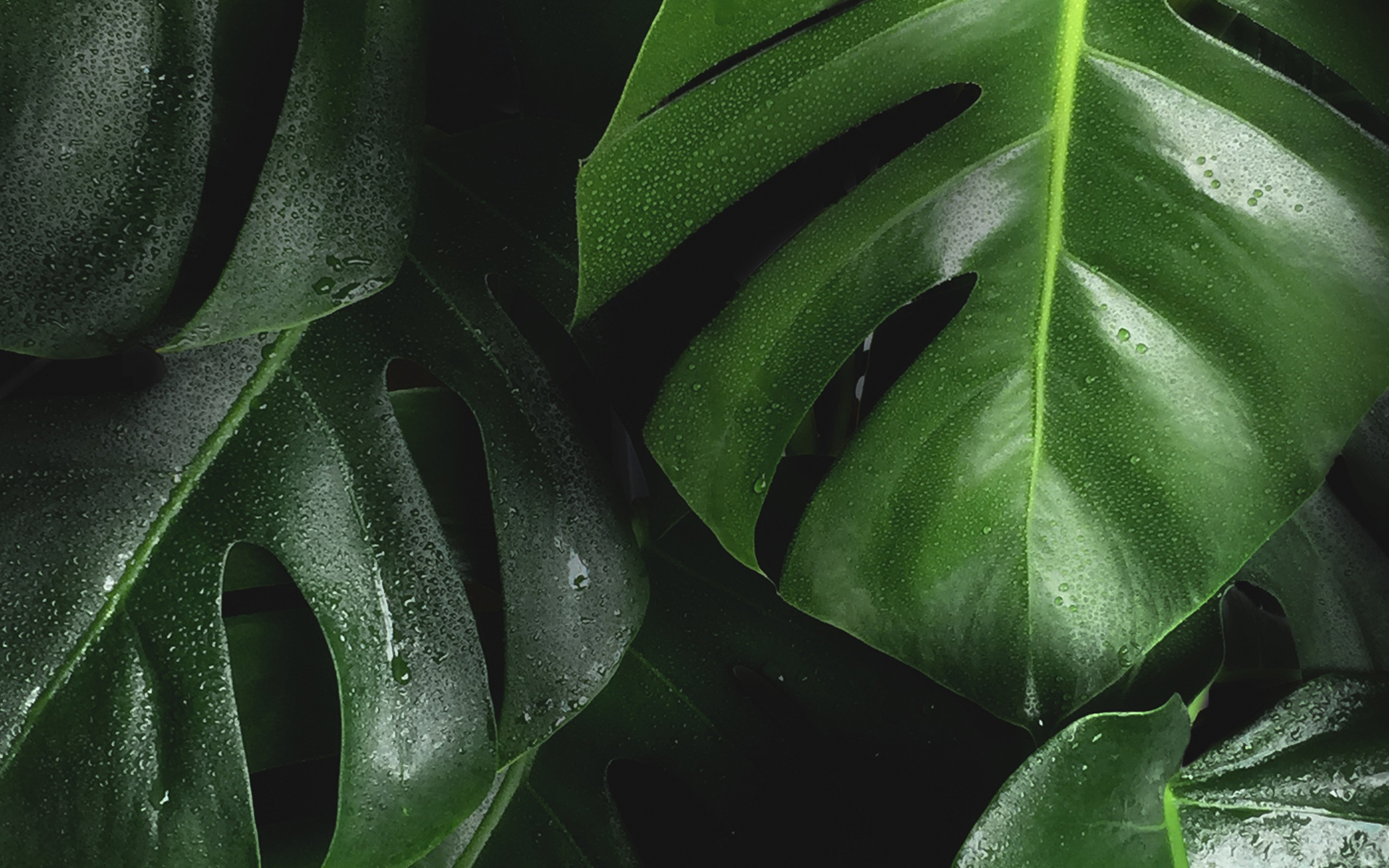 Những điều cần biết về đất trồng Monstera 1