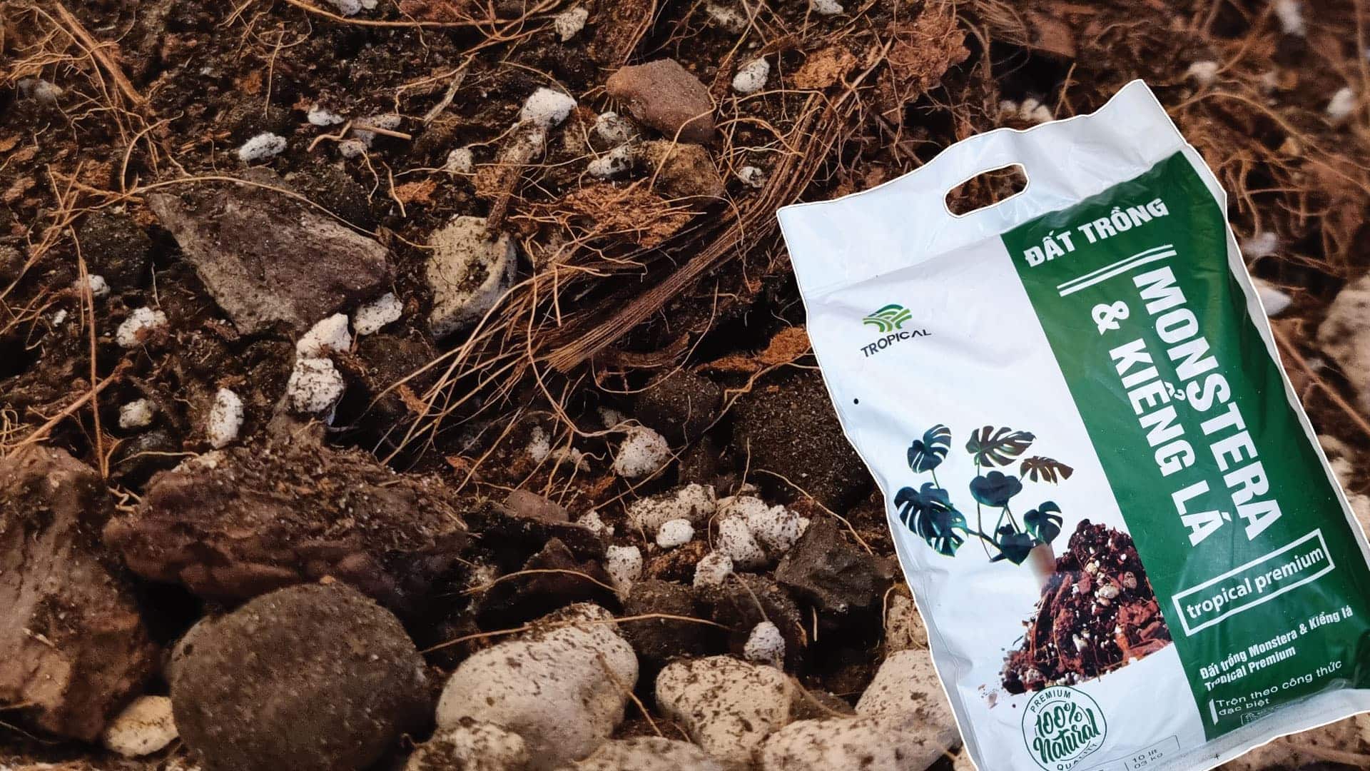 Phân tích các thành phần trong đất trồng kiểng lá - Monstera 1