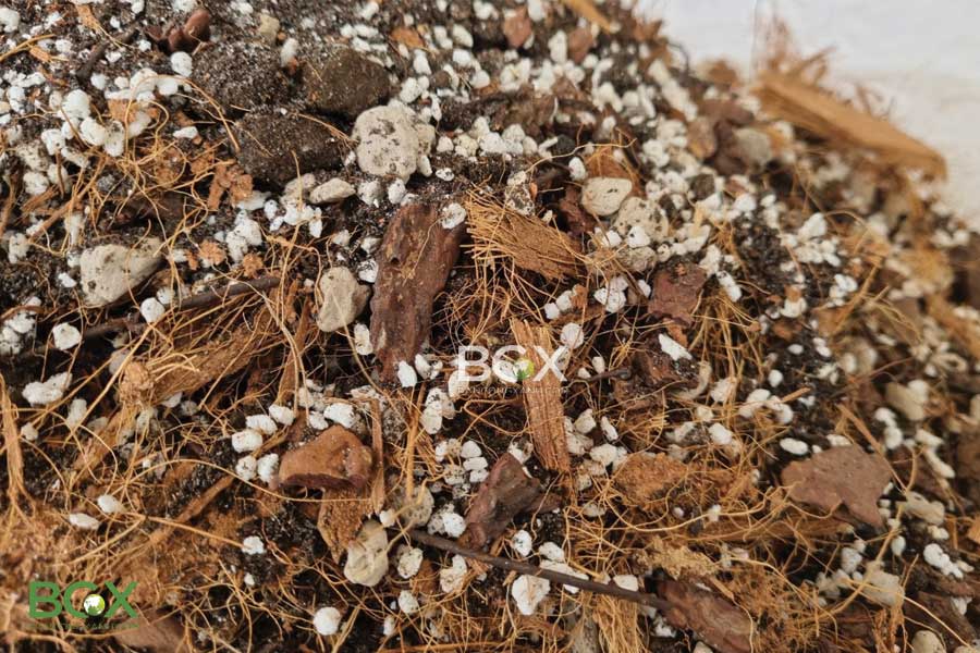 Phân tích các thành phần trong đất trồng kiểng lá - Monstera 3