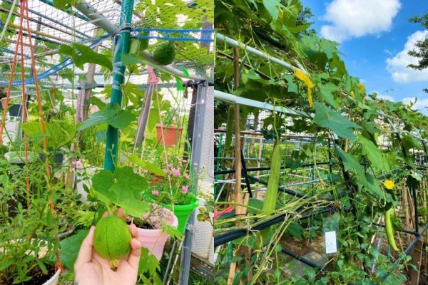 Quy trình làm đất trồng rau sạch tại nhà 1