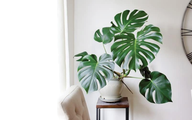 Tiêu chí chọn đất trồng cây trong nhà tốt nhất 2