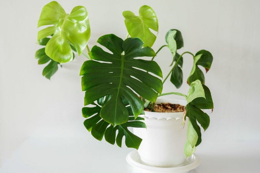 Đất trồng Monstera trong nhà tốt nhất 1