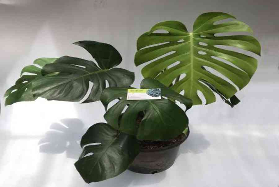 Đất trồng Monstera trong nhà tốt nhất 3