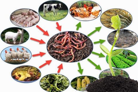 Ứng dụng của dịch trùn quế trong nông nghiệp 3