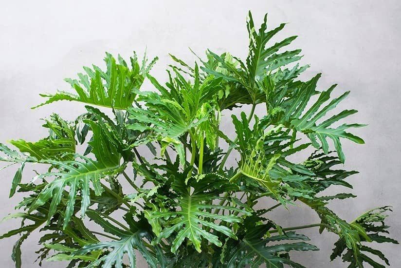 Bí quyết chăm sóc cây Trầu bà thanh xuân hiệu quả 2