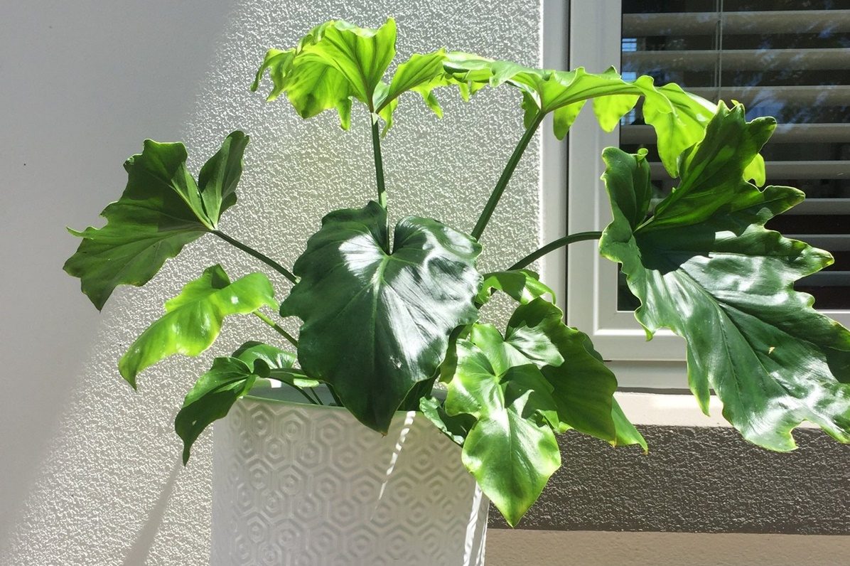 Bí quyết chăm sóc cây Trầu bà thanh xuân hiệu quả 4