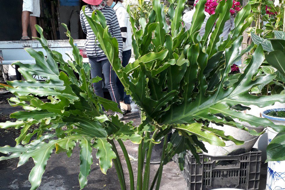 Bí quyết chăm sóc cây Trầu bà thanh xuân hiệu quả 5