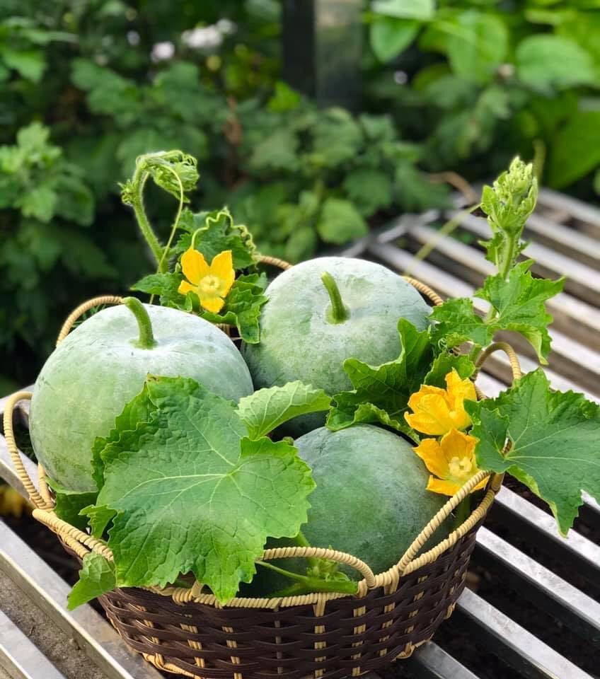 Chia sẻ kinh nghiệm cải tạo đất trồng cây trên ban công cho nhà vườn 2