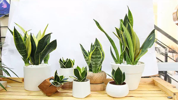 Cách chăm cây lưỡi hổ tưởng dễ mà khó! 3