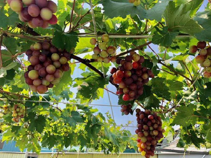 Cách làm đất trồng nho trên sân thượng phát triển xanh tốt, sai quả 1