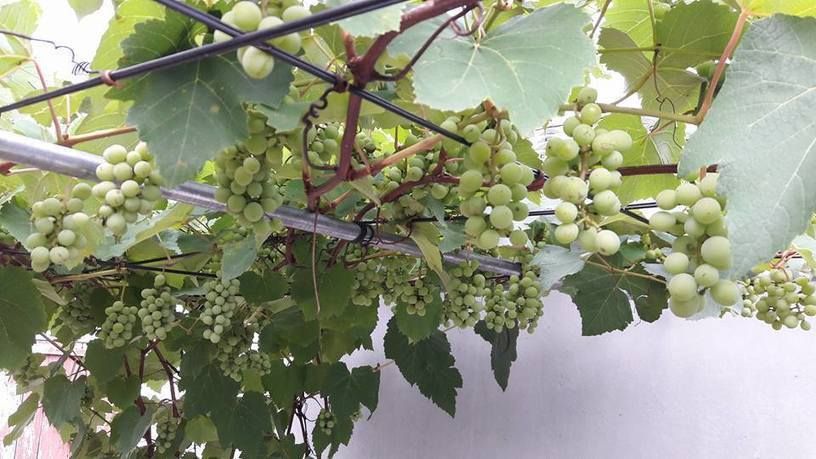 Cách làm đất trồng nho trên sân thượng phát triển xanh tốt, sai quả 2