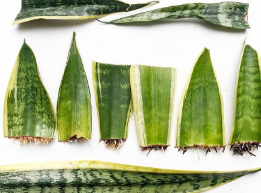 Cách nhân giống cây lưỡi hổ đảm bảo thành công 100% 1