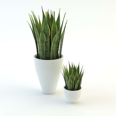 Cây lưỡi hổ hợp mệnh gì? 3