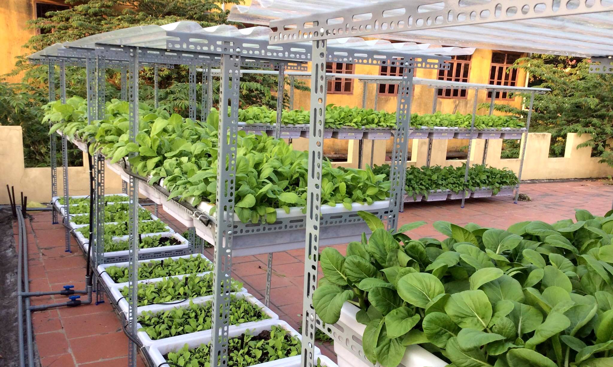 Kinh nghiệm làm đất trồng cây trên sân thượng tốt nhất 1