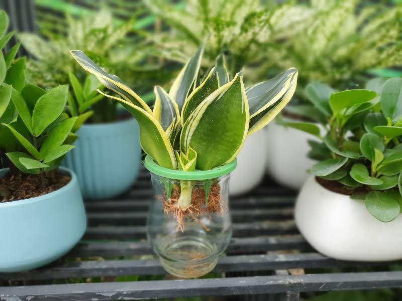 Mẹo trồng cây lưỡi hổ thuỷ sinh 1
