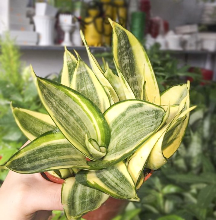 Top 4 cây lưỡi hổ đáng trồng nhất 2022 (2)