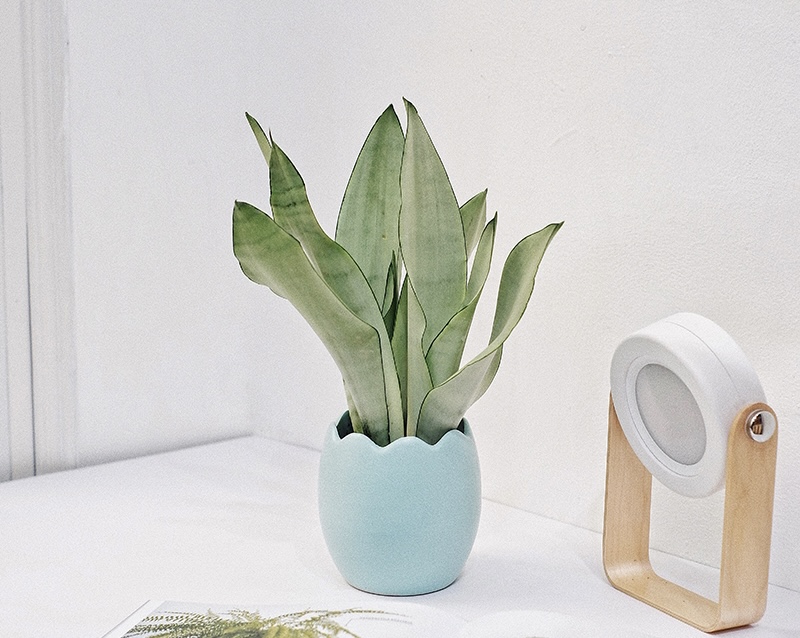 Top 4 cây lưỡi hổ đáng trồng nhất 2022 (3)