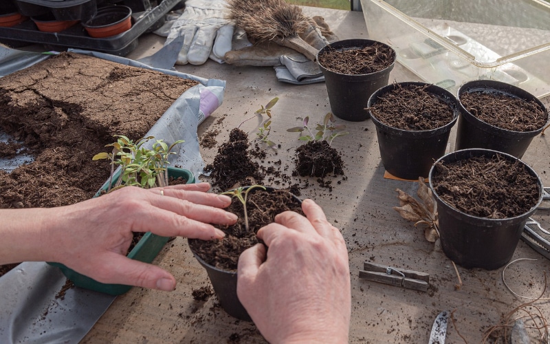 Vai trò của xơ dừa trong đất trồng kiểng lá - Monstera 1