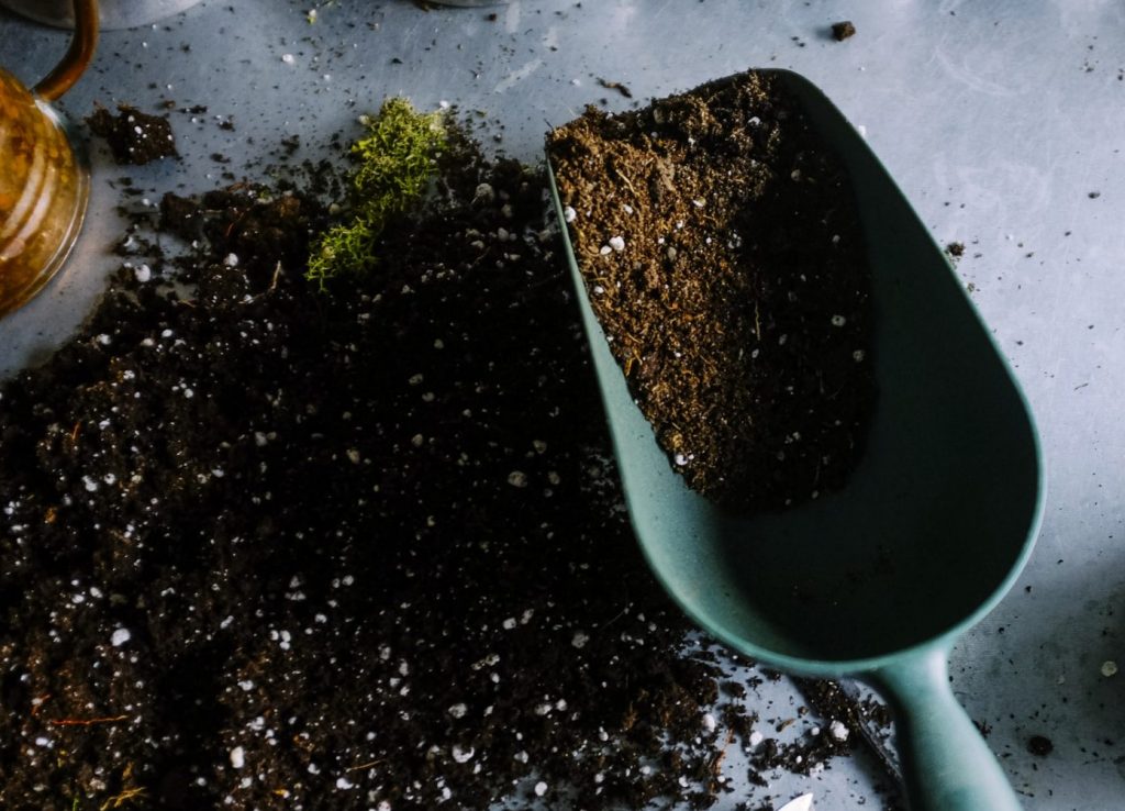 Bí quyết chăm sóc cây trầu bà lá xẻ Nam Mỹ xanh tốt 2