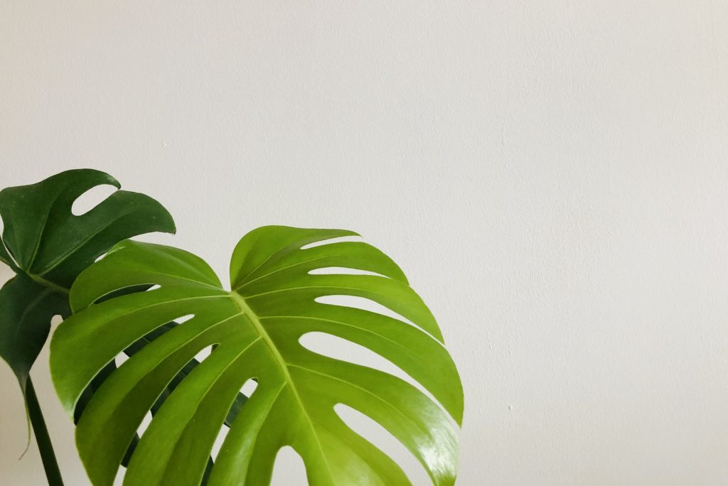 Bí quyết chăm sóc cây trầu bà lá xẻ Nam Mỹ xanh tốt 4