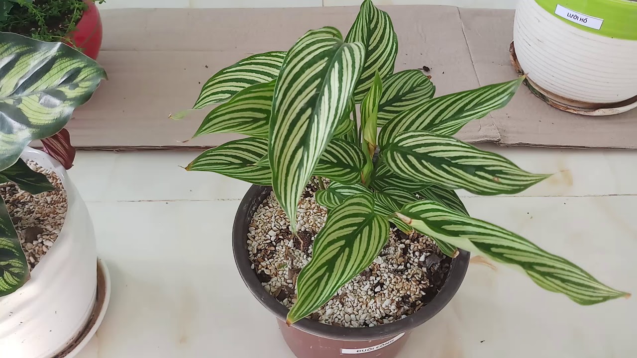 Bí quyết chăm sóc cây đuôi công đẹp tự nhiên không hề khó 1