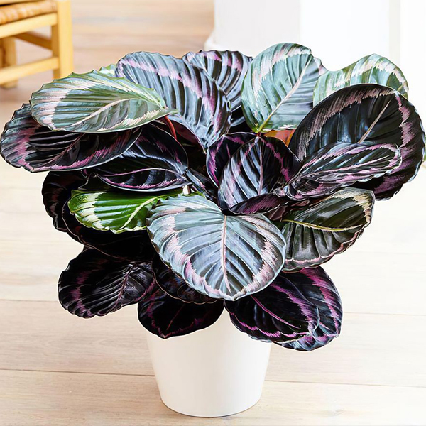 Bí quyết chăm sóc cây đuôi công đẹp tự nhiên không hề khó 2