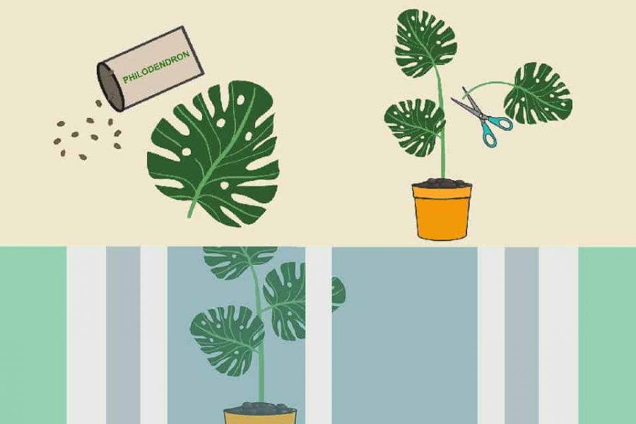 Bật mí 3 cách nhân giống trầu bà lá xẻ hiệu quả nhất 2