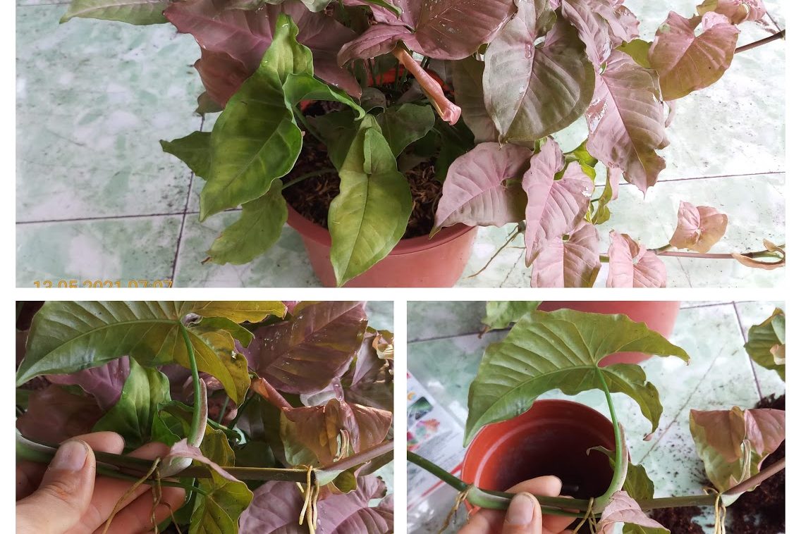 Bật mí 3 cách trưng cây trầu bà hồng đẹp nhất trong nhà 2