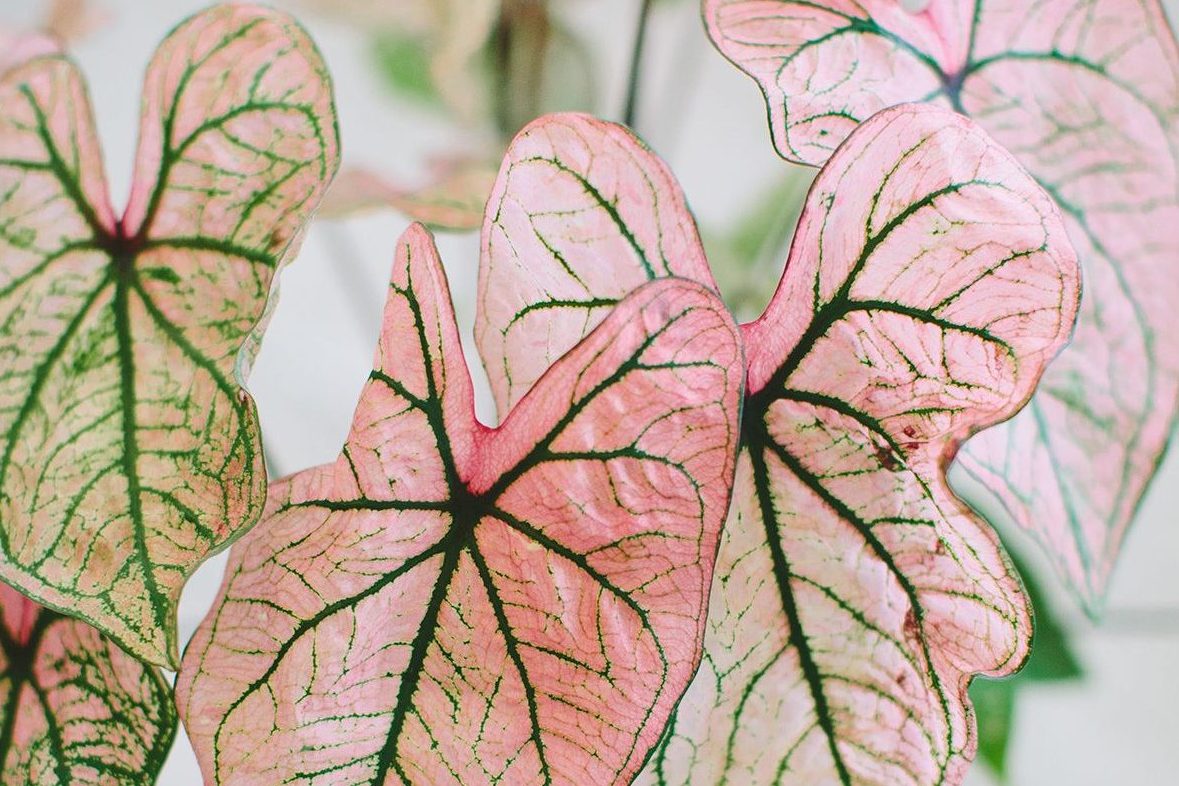 Bật mí 3 cách trưng cây trầu bà hồng đẹp nhất trong nhà 3